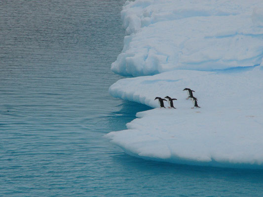Pinguine