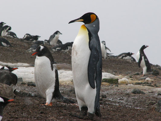 Königspinguin