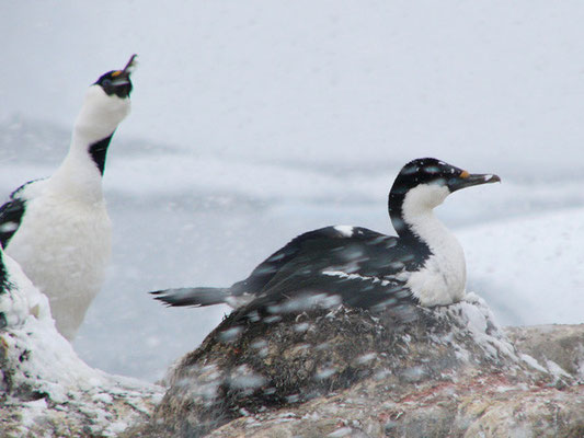 Blue-eyed Shags