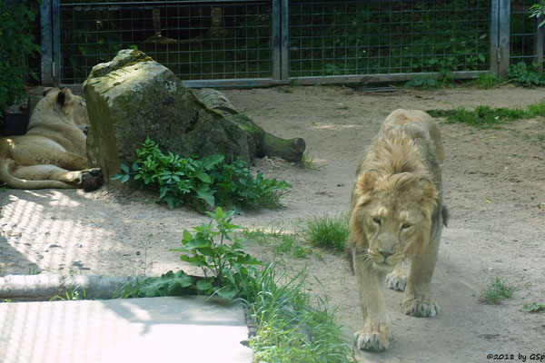 Asiatische Löwen (Indische Löwen) GINA und NAVIN