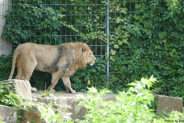 Asiatischer Löwe  (Indischer Löwe) NAVIN