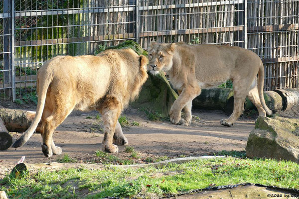 Asiatische Löwen (Indische Löwen) NAVIN und GINA