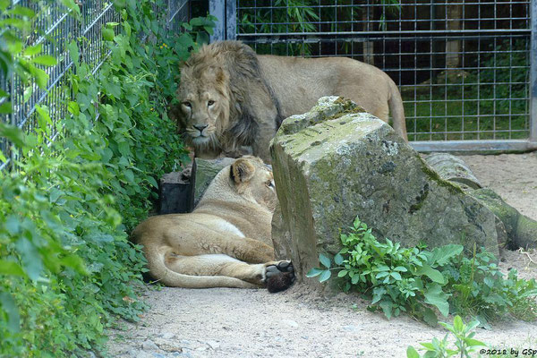 Asiatische Löwen (Indische Löwen) GINA und NAVIN