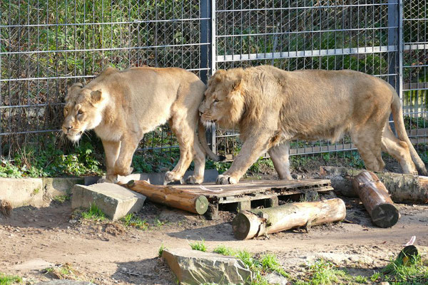 Asiatische Löwen (Indische Löwen) GINA und NAVIN