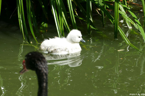 Schwarzhalsschwan, Küken geschl. 30.6.19 (5 Tage alt)