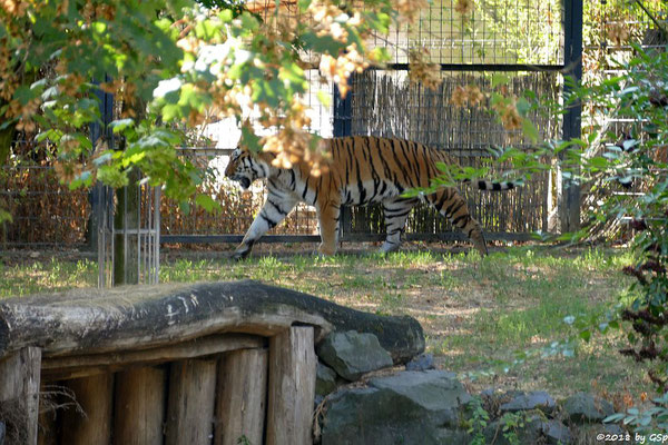 Amurtiger (Sibirischer Tiger, Mandschu-Tiger) SERGAN