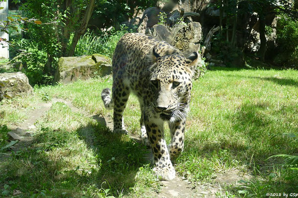 Nordpersischer Leopard (Afghanischer Leopard)