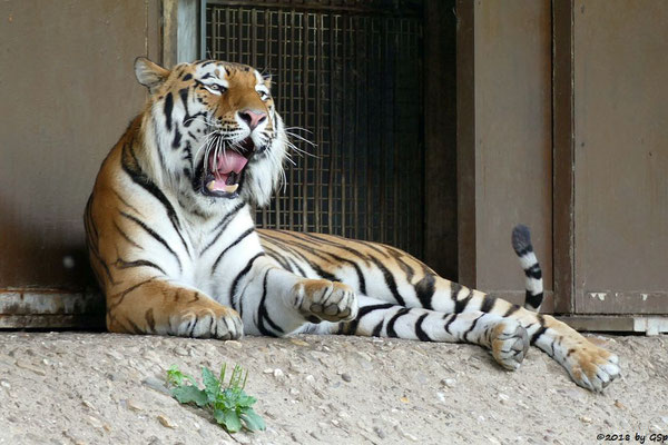 Amurtiger (Sibirischer Tiger, Mandschu-Tiger) SERGAN