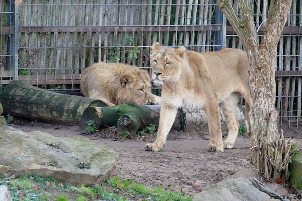 Asiatische Löwen (Indische Löwen) NAVIN und GINA