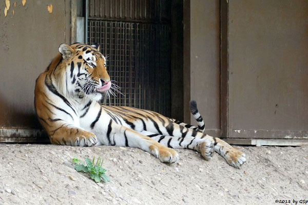 Amurtiger (Sibirischer Tiger, Mandschu-Tiger) SERGAN