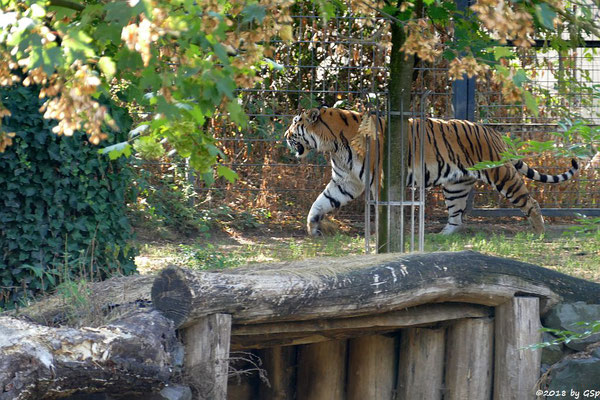 Amurtiger (Sibirischer Tiger, Mandschu-Tiger) SERGAN