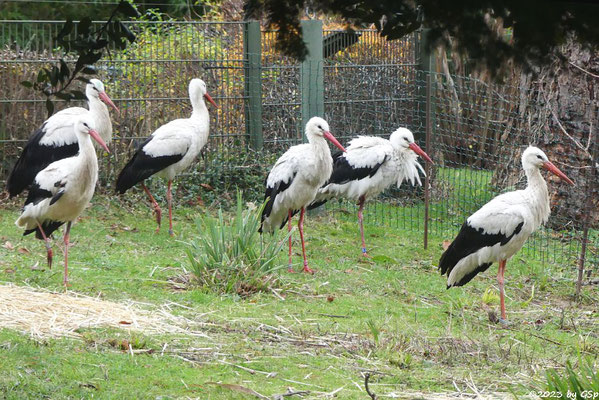 Weißstorch