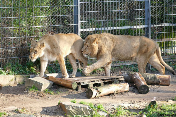 Asiatische Löwen (Indische Löwen) GINA und NAVIN