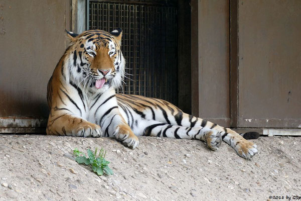 Amurtiger (Sibirischer Tiger, Mandschu-Tiger) SERGAN