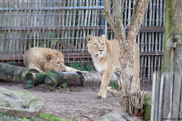 Asiatische Löwen (Indische Löwen) NAVIN und GINA