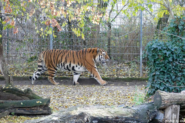 Amurtiger (Sibirischer Tiger, Mandschu-Tiger) SERGAN