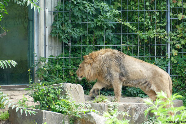 Asiatischer Löwe  (Indischer Löwe) NAVIN