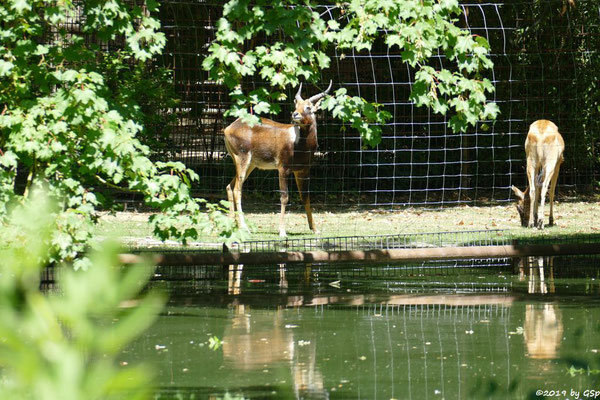 Weissnacken-Moorantilope (Mrs. Grays Wasserbock)