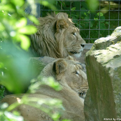 Asiatische Löwen (Indische Löwen) GINA und NAVIN