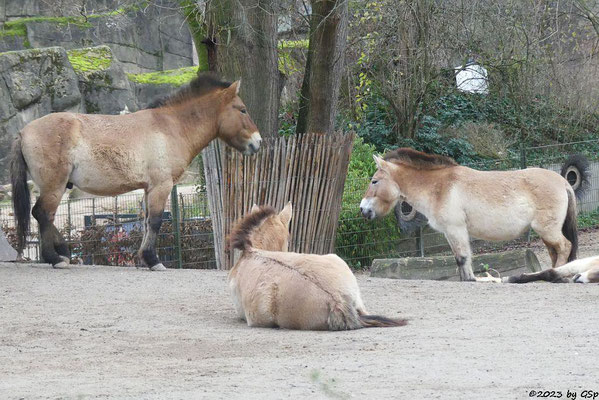 Przewalski-Pferd (Przewalski-Urwildpferd, Asiatisches Wildpferd)