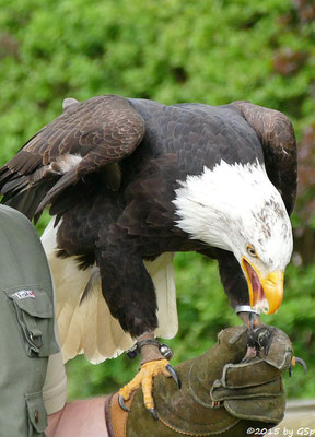 Weißkopfseeadler