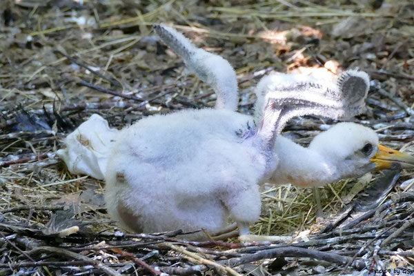 Schwarzstorch, Küken geschl. 20.6.19