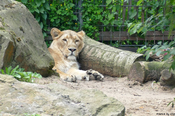 Asiatische Löwin (Indische Löwin) GINA