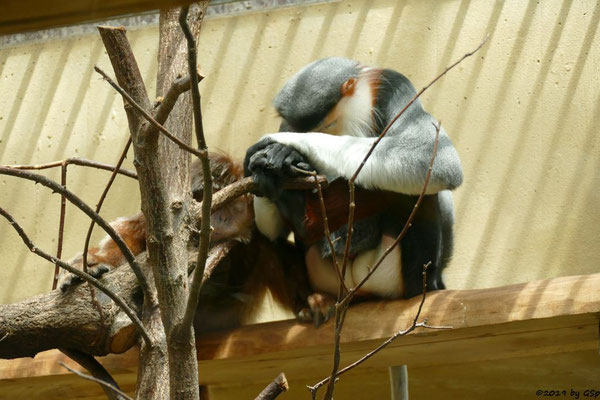 Schwarzer Haubenlangur (Javanischer Kappenlangur, Budeng), Rotschenkel-Kleideraffe