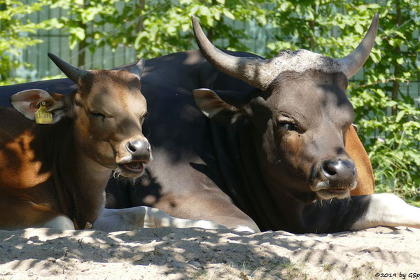 Java-Banteng