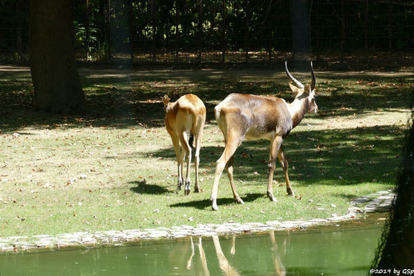 Weissnacken-Moorantilope (Mrs. Grays Wasserbock)