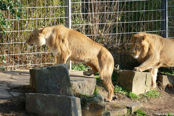 Asiatische Löwen (Indische Löwen) GINA und NAVIN