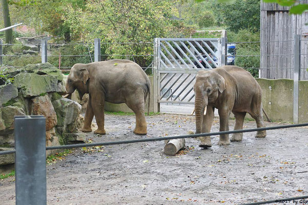 Asiatischer Elefant SHARUKH und SHANTI