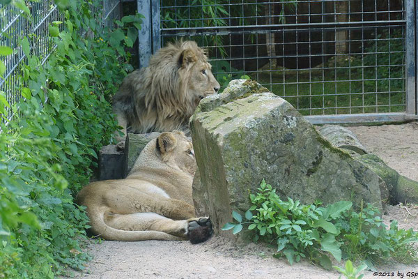 Asiatische Löwen (Indische Löwen) GINA und NAVIN