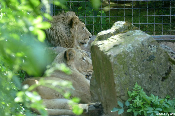 Asiatische Löwen (Indische Löwen) GINA und NAVIN