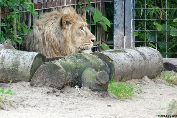 Asiatischer Löwe  (Indischer Löwe) NAVIN