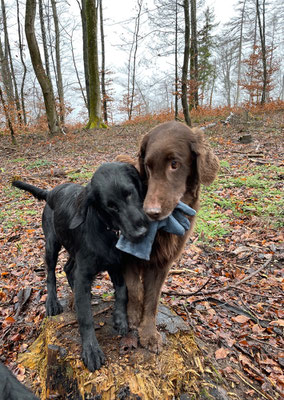 Jima und Brownie haben einen Handschuh gefunden 