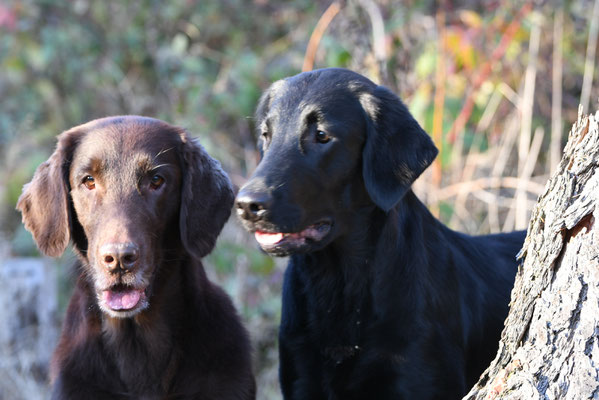 Brownie und Paige