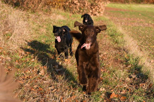 Brownie Paige und Fée