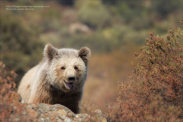 El Oso en su entorno