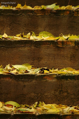 Escalera de hojas