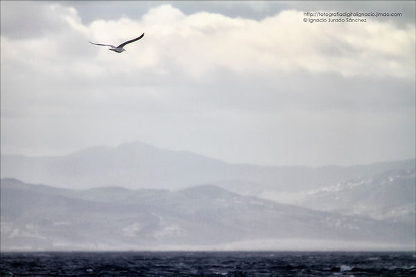 Gaviota en la mar