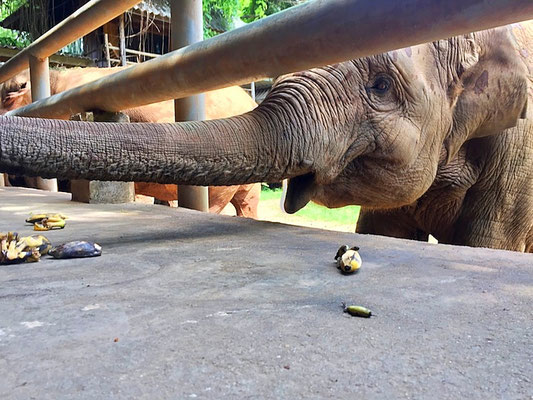 elephant feeding