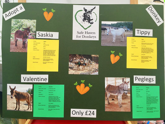 adopt a donkey safe haven for donkeys rescue