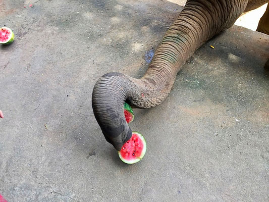 elephant eating watermelon