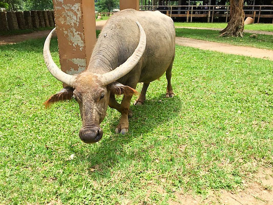 water buffalo at elephant nature park