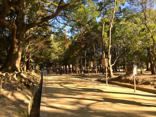 nara park japan