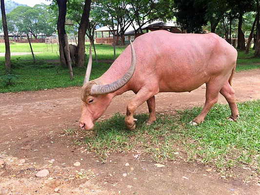 water buffalo