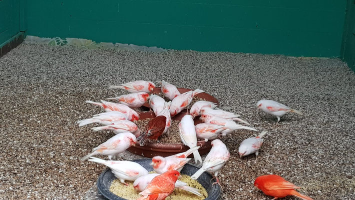 Kanarien: rot Mosaik, satinet rot Mosaik und achat rot