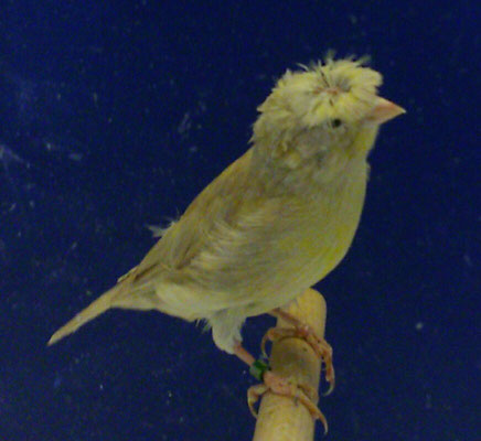 deutsche Haube