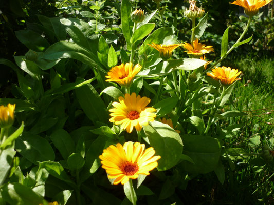 Ringelblume im Beet